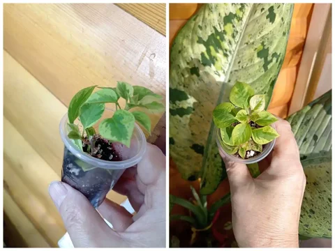 Продам бугенвилию - Растения в Красноярск