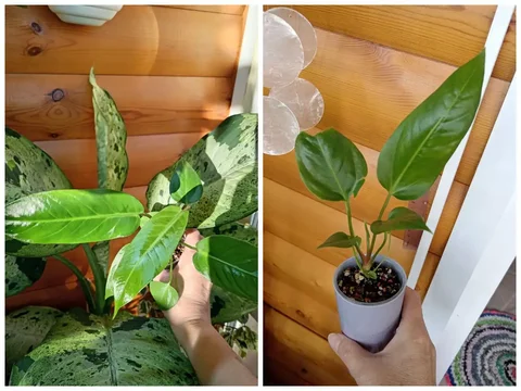 Продам антуриумы из семян - Растения в Красноярск