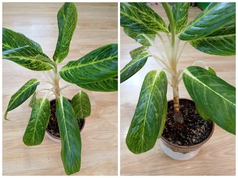 Аглаонема король Сиама - Растения в Красноярск