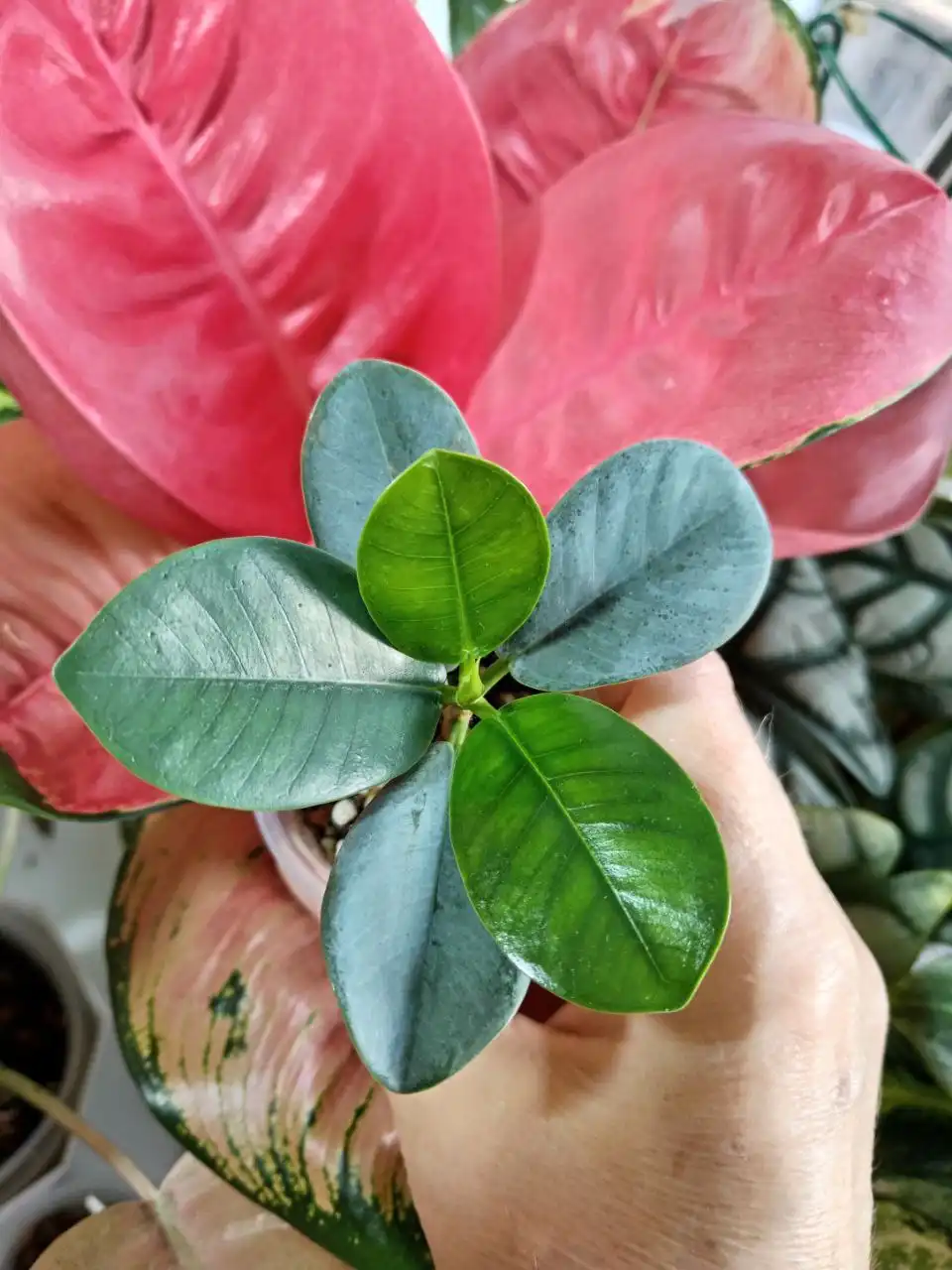 Продам фикус Формоза