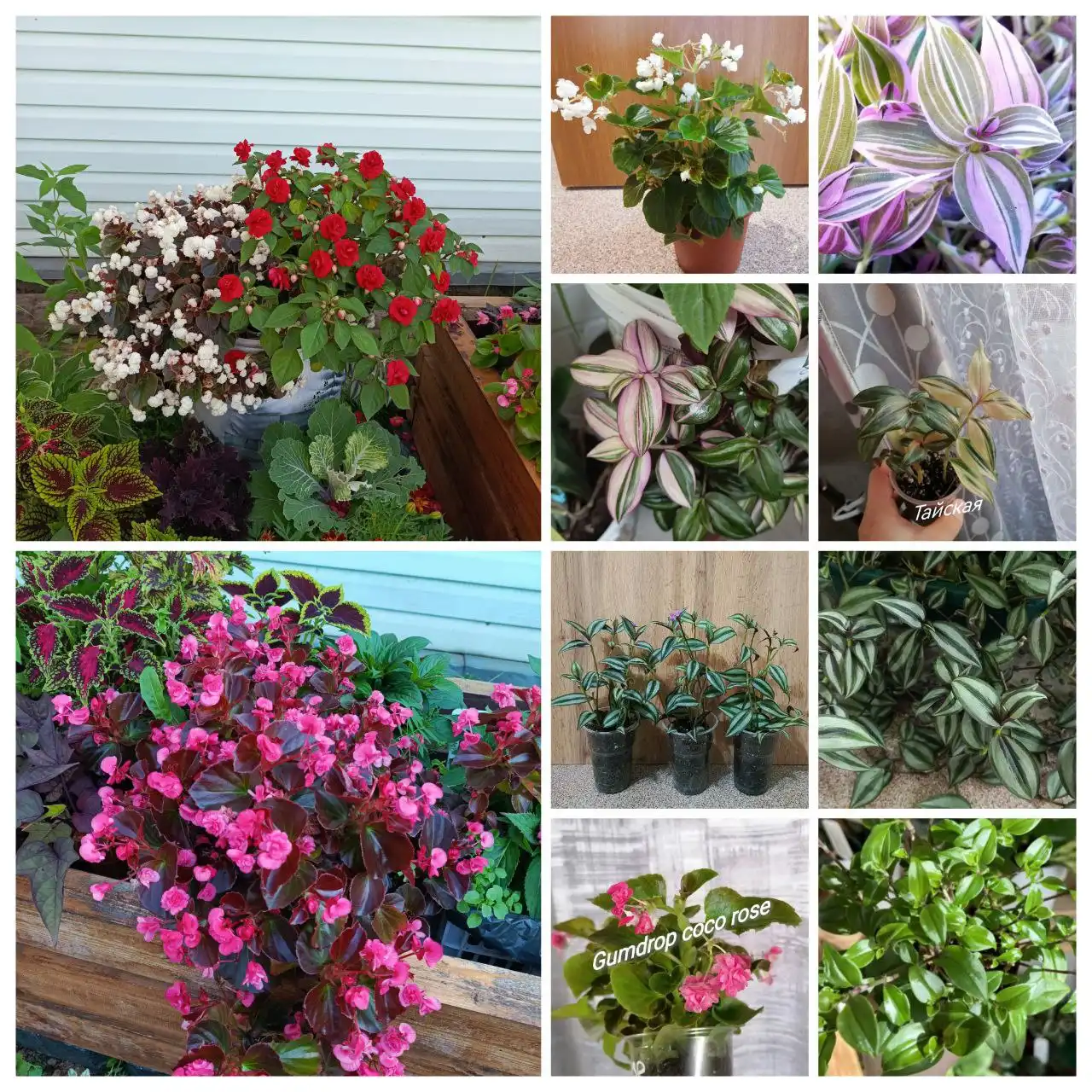 Продажа комнатных растений в Солнечном