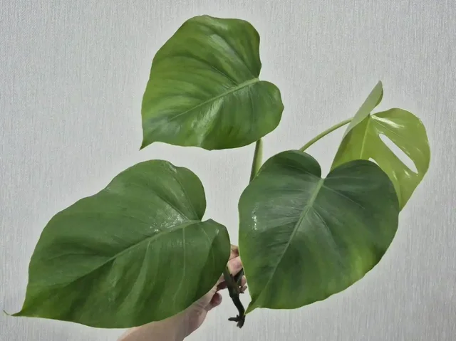 Черенок монстеры Борзига для укоренения - частное объявление в Красноярск