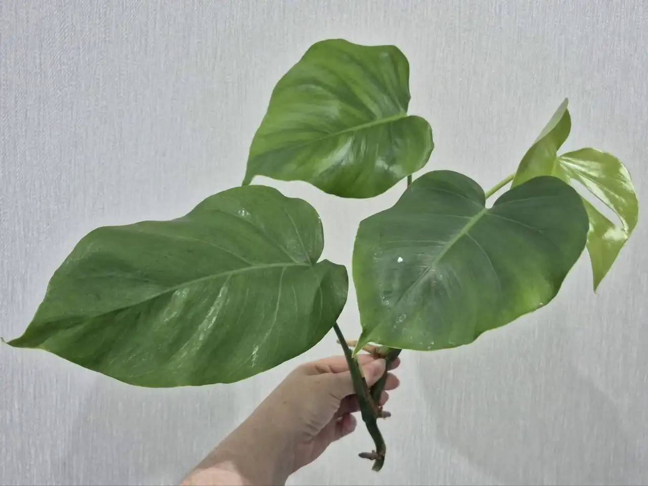 Черенок монстеры Борзига для укоренения