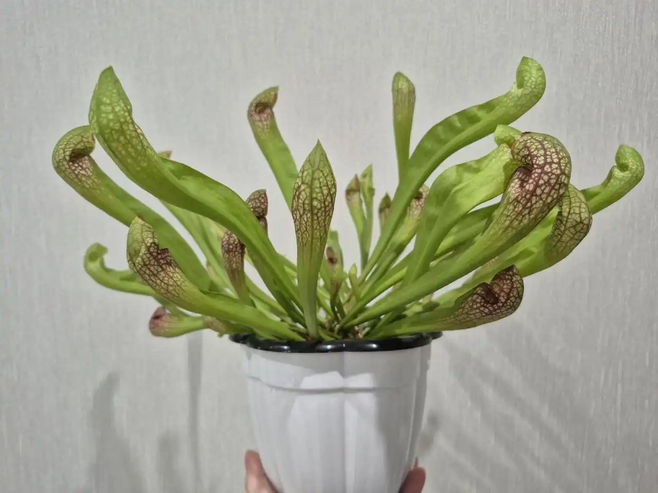 Саррацения: хищное растение в горшке с 4 розетками