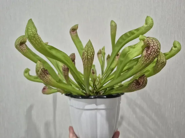 Саррацения: хищное растение в горшке с 4 розетками - частное объявление в Красноярск