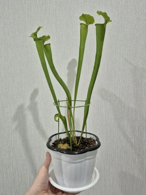 Саррацения - взрослое хищное растение - частное объявление в Красноярск