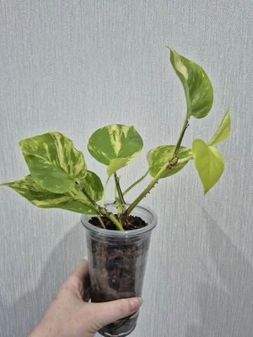 Неон вариегатный после обрезки - частное объявление в Красноярск