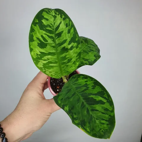 Продажа стакана для комнатных растений - Растения в Красноярск