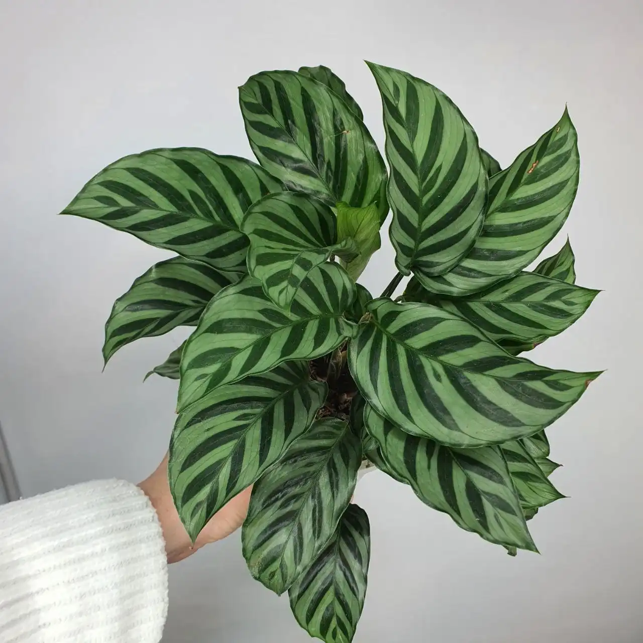 Калатея Фредди комнатное растение