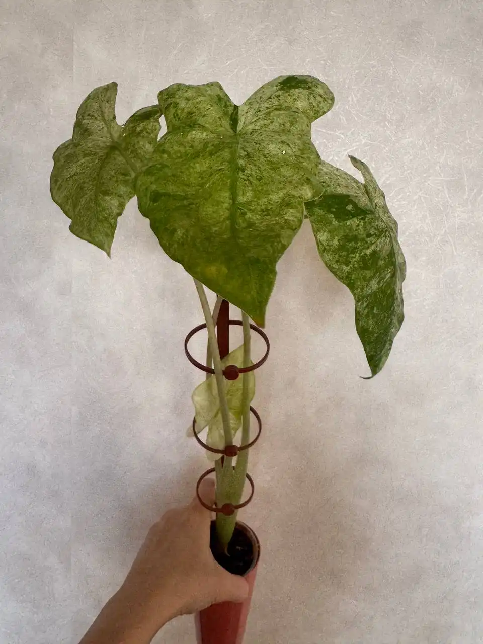 Алоказия Одора батик