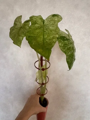 Алоказия Одора батик - частное объявление в Красноярск