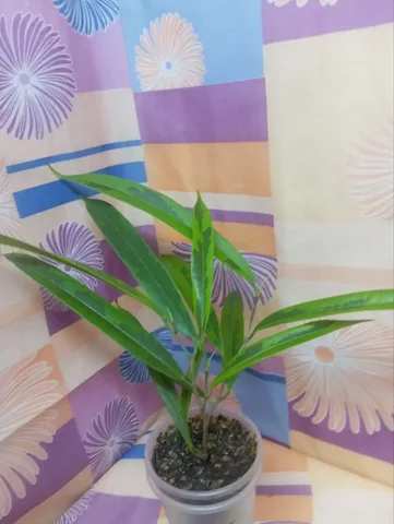 Фикус Амстел Голд в Центральном районе Красноярска - Хобби и отдых в Красноярск