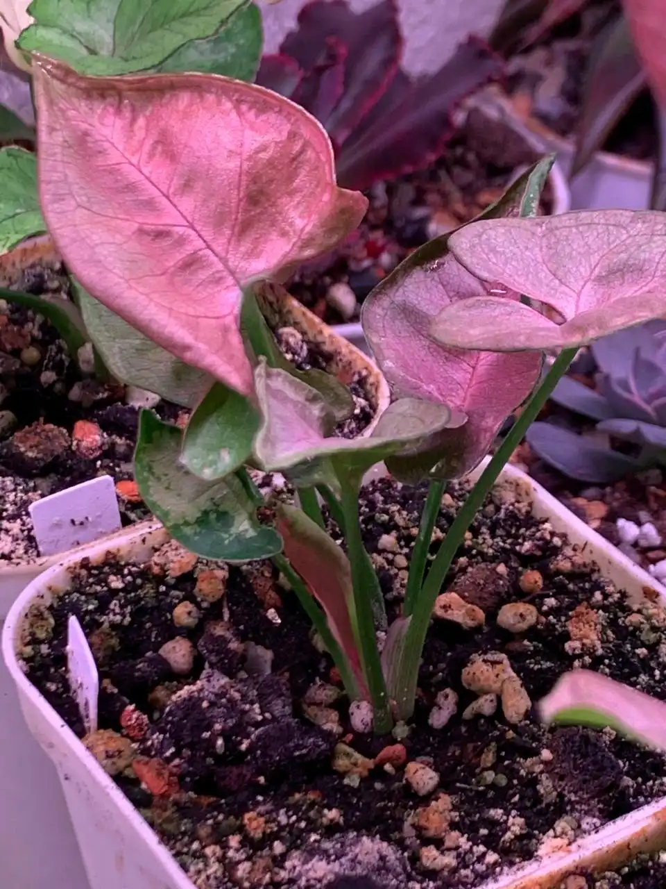 Стеллаж с суккулентами в Красноярске