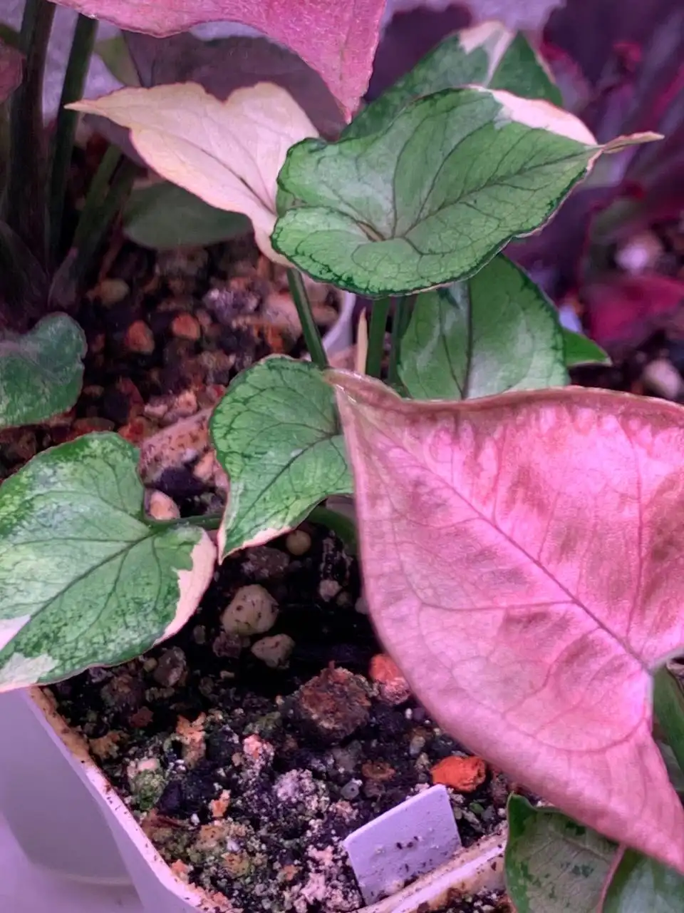 Стеллаж с суккулентами в Красноярске