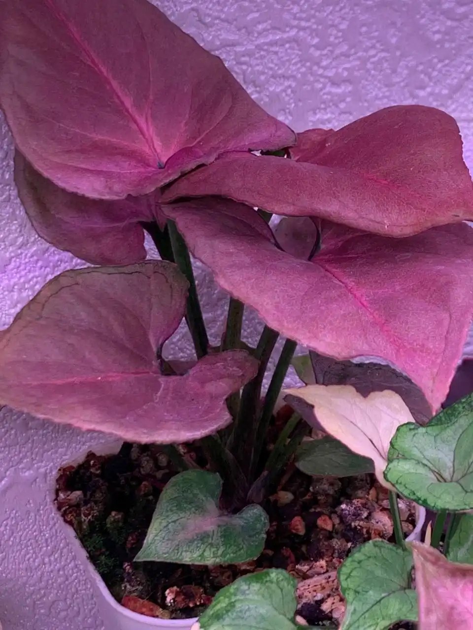 Стеллаж с суккулентами в Красноярске