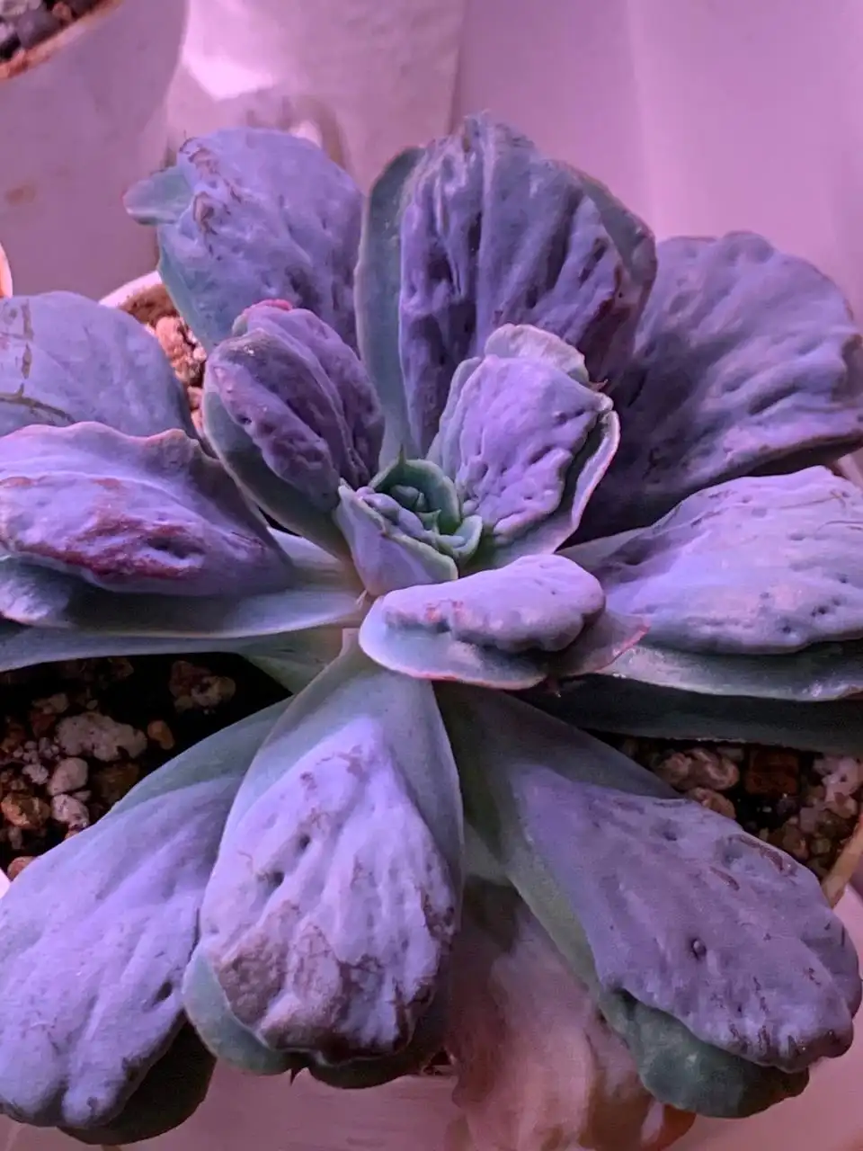 Стеллаж с суккулентами в Красноярске