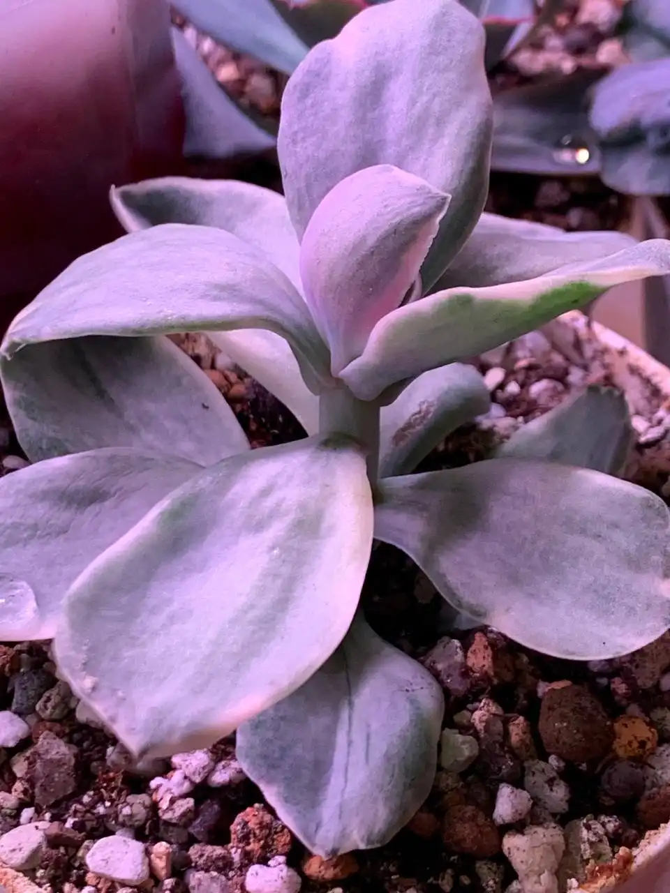 Стеллаж с суккулентами в Красноярске