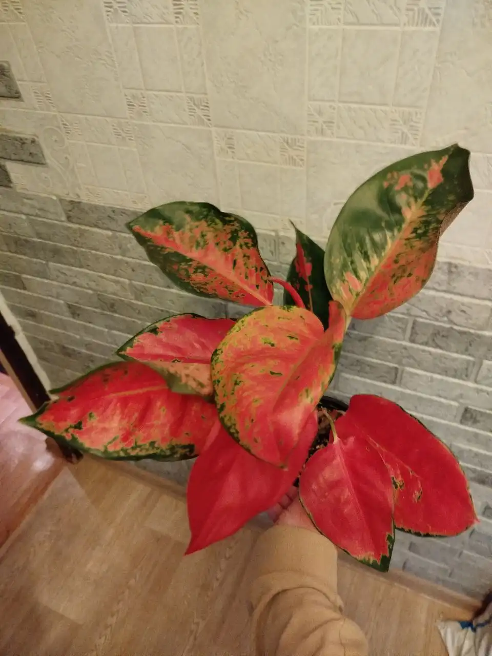 Аглаонема чанг данг