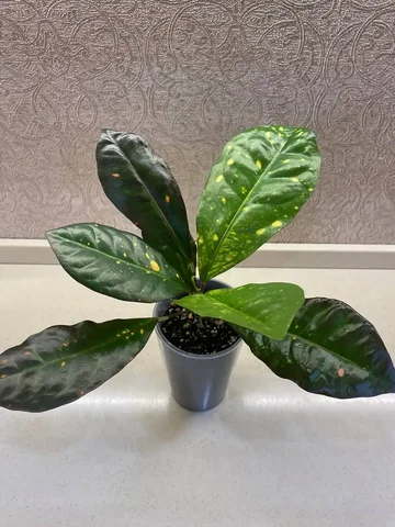 Кротон Долорес комнатное растение - Хобби и отдых в Красноярск