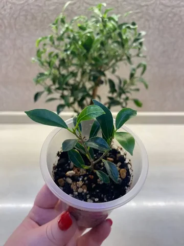 Фикус Микрофилла компактный сорт - Хобби и отдых в Красноярск