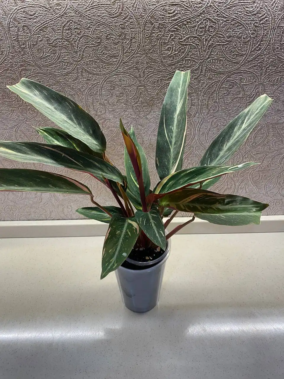 Строманта Меджик стар с отростками