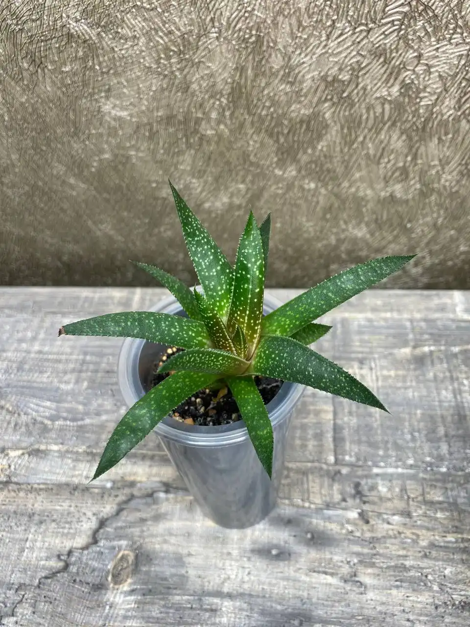 Гастералоэ комнатное растение