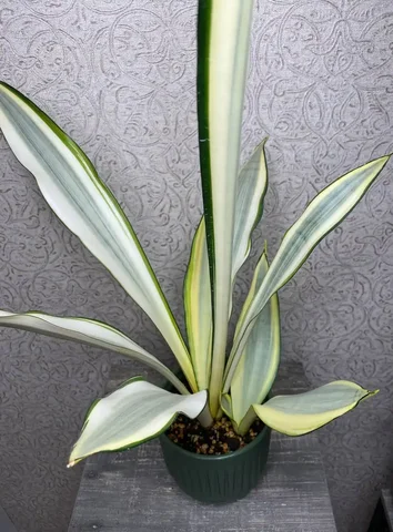 Сансевиерия Сплеш с деткой - Хобби и отдых в Красноярск