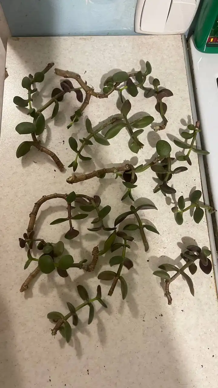 Отдам отрезки толстянки за вкусняшку