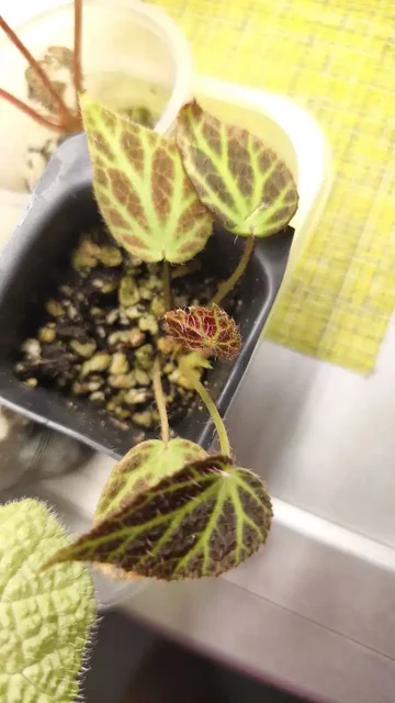 Консультация по сортам бегоний - Хобби и отдых в Красноярск