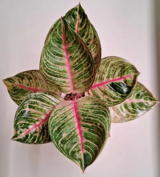 Ночные листики