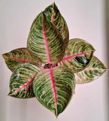 Ночные листики - Хобби и отдых в Красноярск