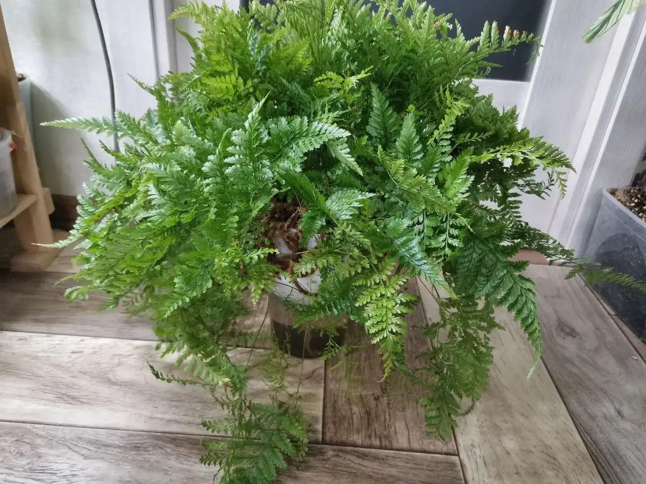 Даваллия в горшке 1 л