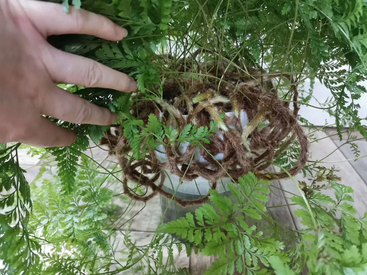 Даваллия в горшке 1 л