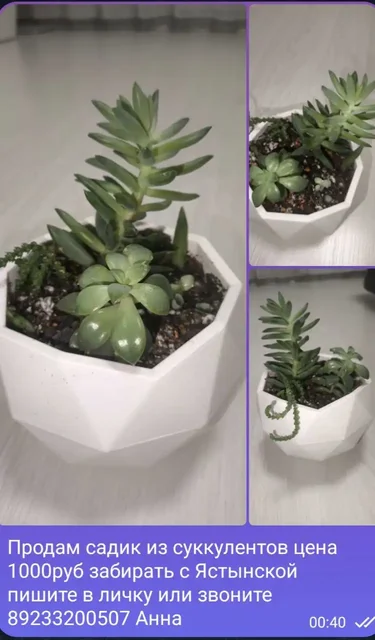 Продам комнатные растения: Аглаонема, суккуленты, фиалка, орхидея и другие - Комнатные растения в Красноярск