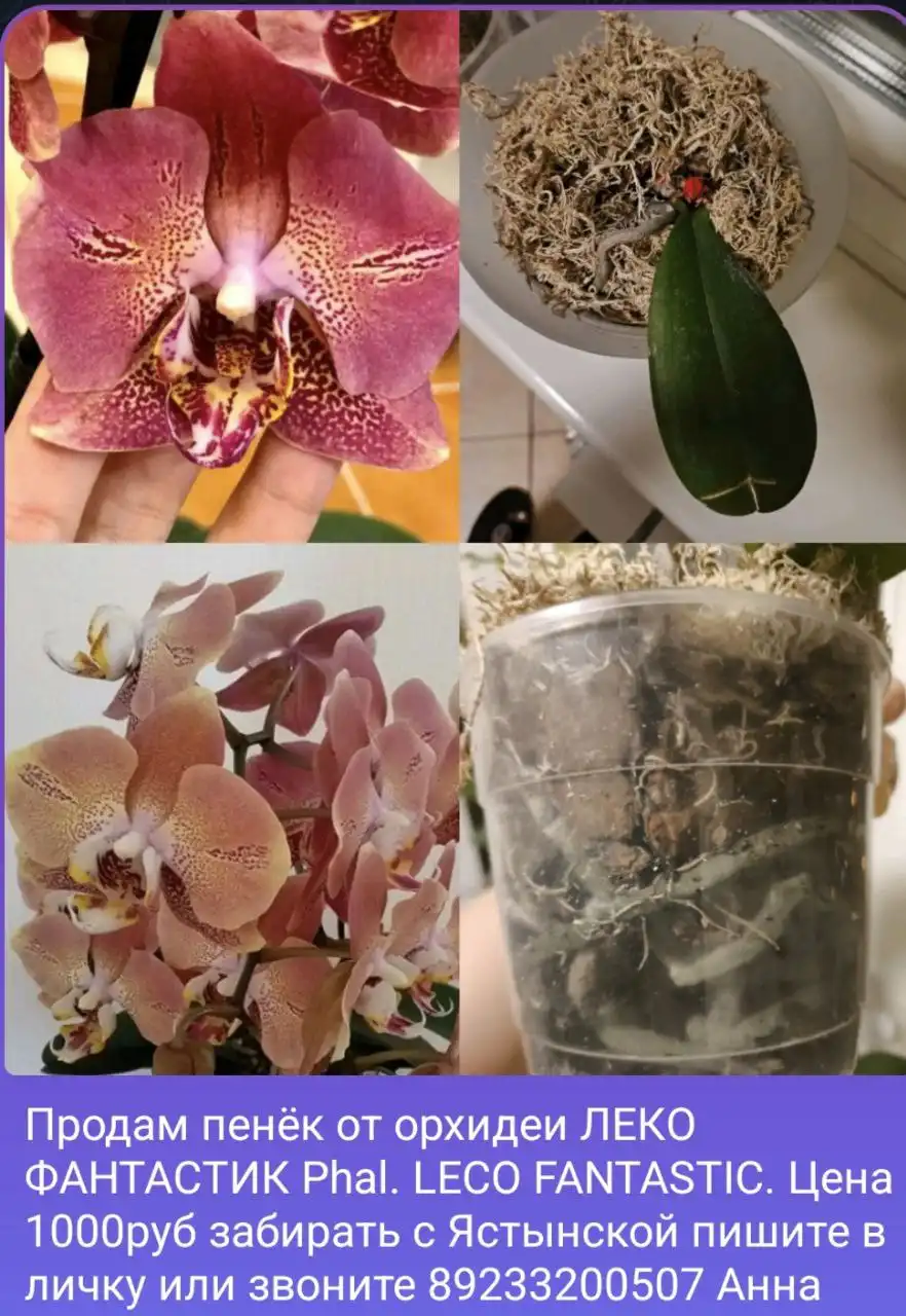 Продам комнатные растения: Аглаонема, суккуленты, фиалка, орхидея и другие - Комнатные растения (Хобби и отдых) в Красноярск