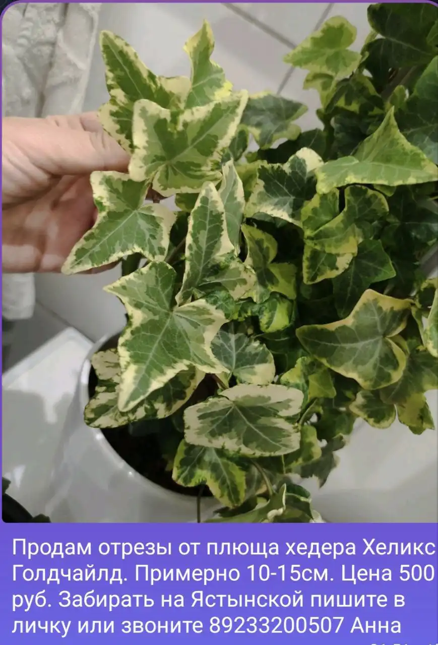 Продам комнатные растения: Аглаонема, суккуленты, фиалка, орхидея и другие - Комнатные растения (Хобби и отдых) в Красноярск