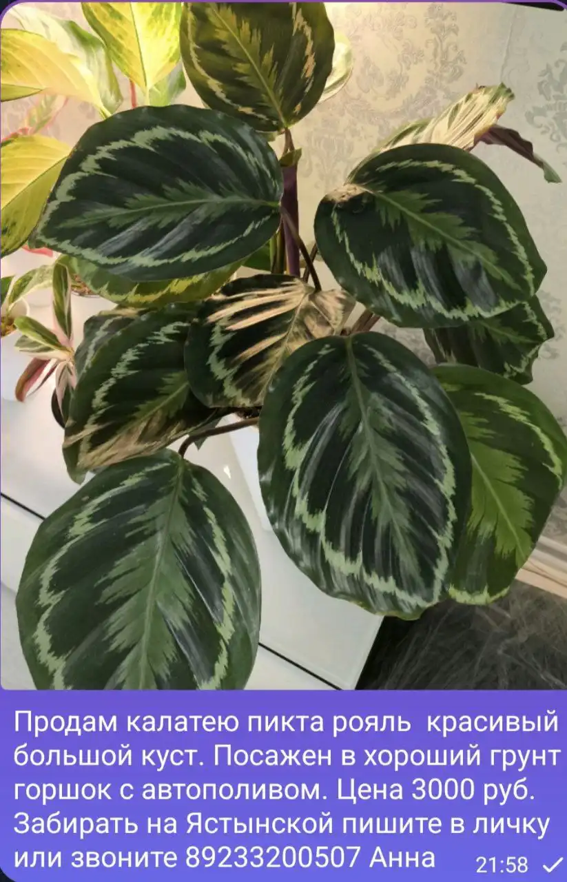 Продам комнатные растения: Аглаонема, суккуленты, фиалка, орхидея и другие - Комнатные растения (Хобби и отдых) в Красноярск