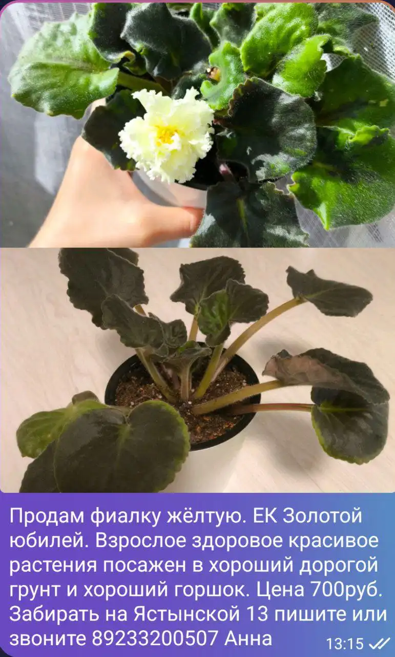 Продам фиалку комнатную - Комнатные растения (Хобби и отдых) в Красноярск