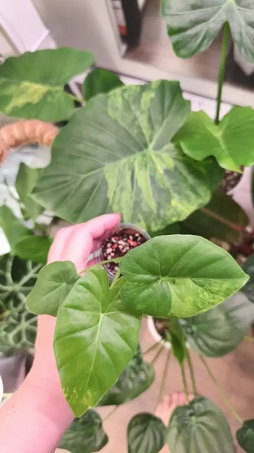 Продажа комнатных растений в Красноярске - Комнатные растения в Красноярск