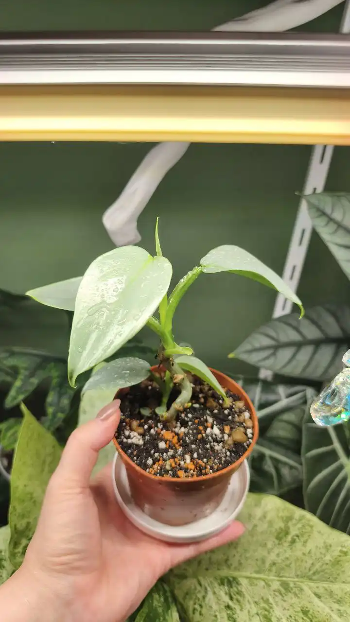 Продажа комнатных растений в Красноярске - Комнатные растения (Хобби и отдых) в Красноярск