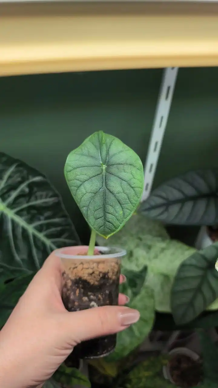 Продажа комнатных растений в Красноярске - Комнатные растения (Хобби и отдых) в Красноярск