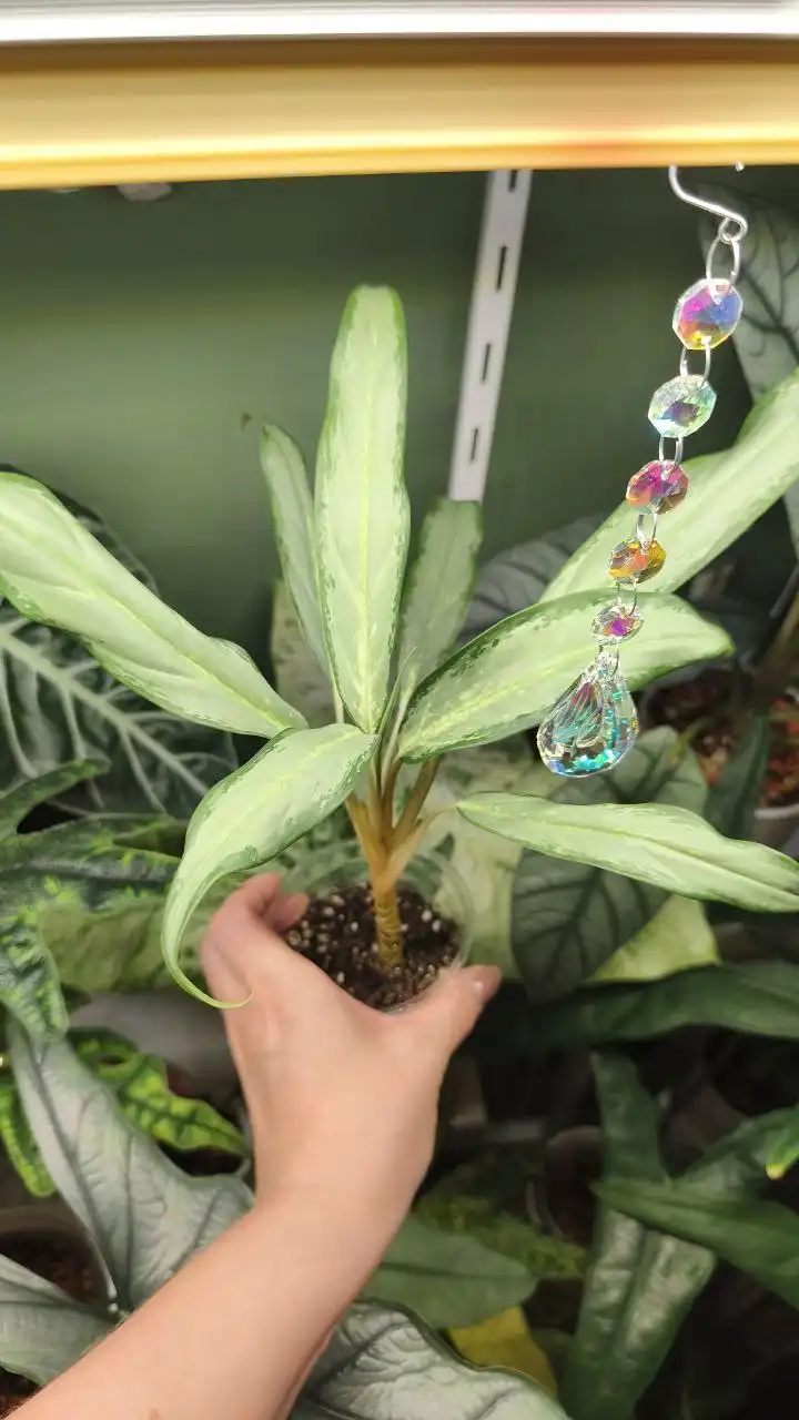 Продажа комнатных растений в Красноярске - Комнатные растения (Хобби и отдых) в Красноярск