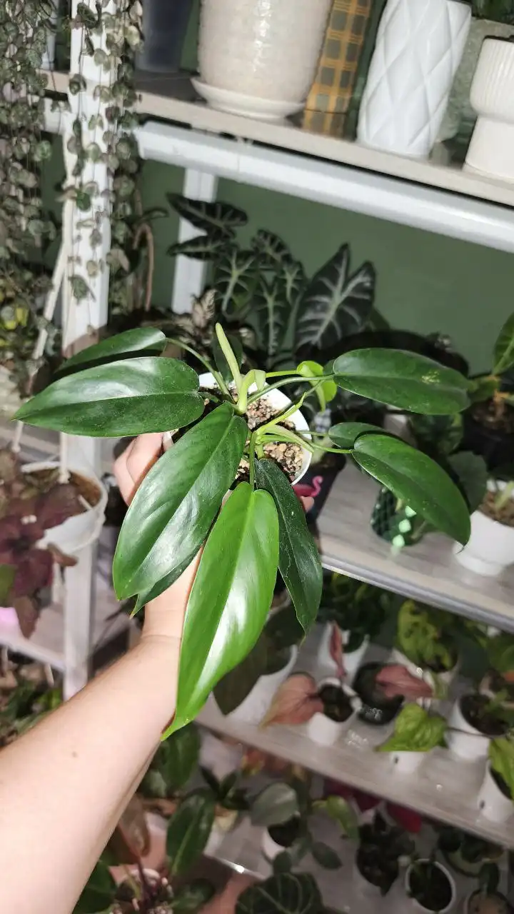 Продажа комнатных растений в Красноярске - Комнатные растения (Хобби и отдых) в Красноярск