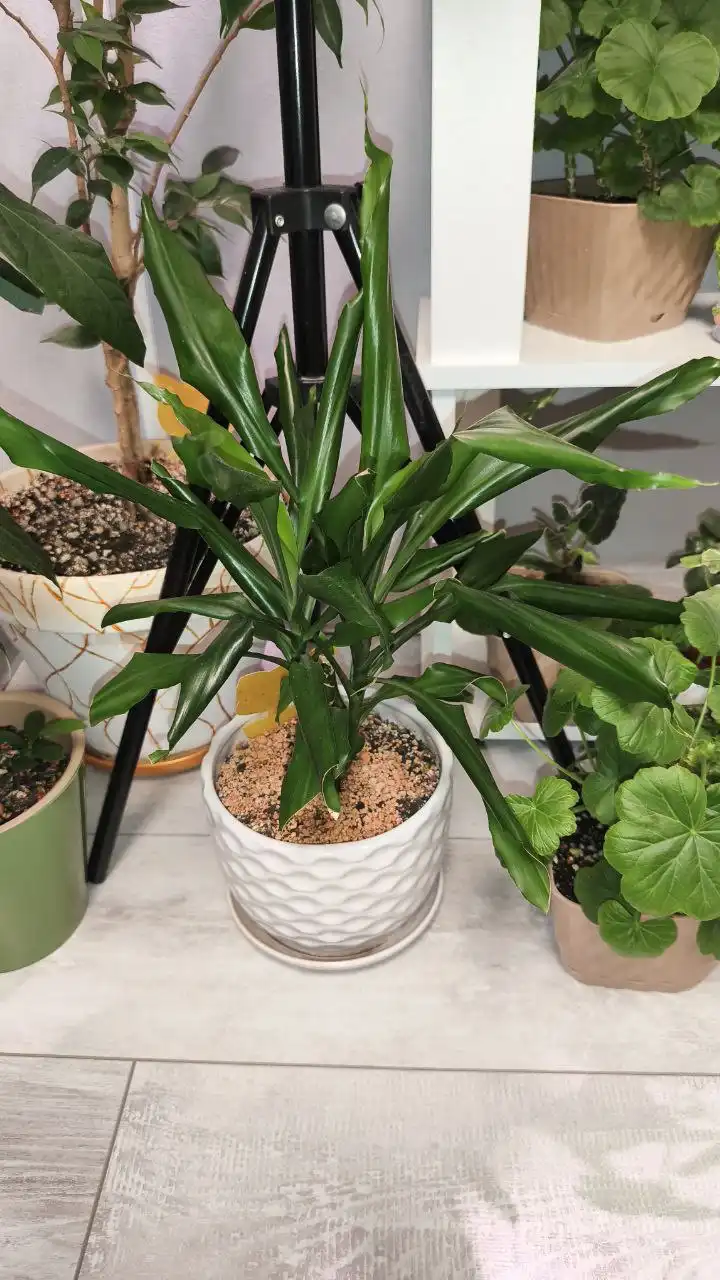 Продажа комнатных растений в Красноярске - Комнатные растения (Хобби и отдых) в Красноярск