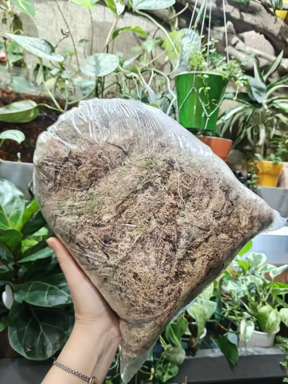 Продажа комнатных растений и кашпо - Комнатные растения (Хобби и отдых) в Красноярск