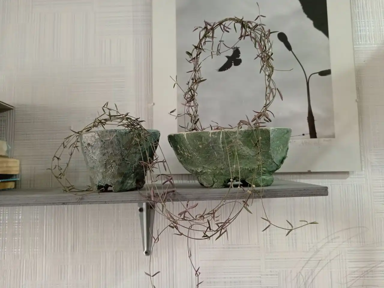 Продажа комнатных растений и кашпо - Комнатные растения (Хобби и отдых) в Красноярск