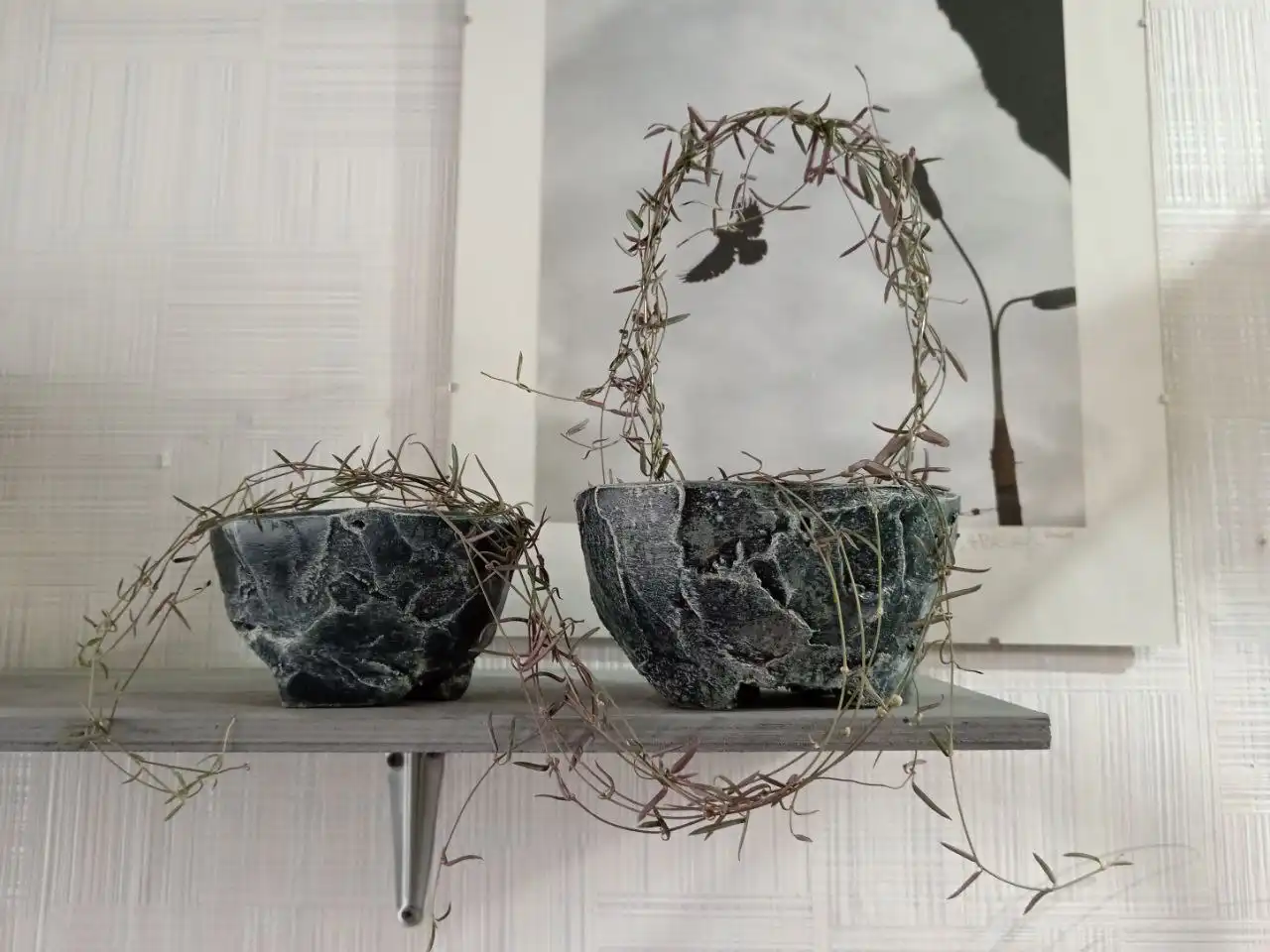 Продажа комнатных растений и кашпо - Комнатные растения (Хобби и отдых) в Красноярск