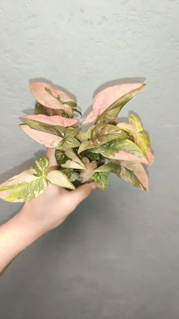 Продажа комнатных растений - Комнатные растения в Красноярск