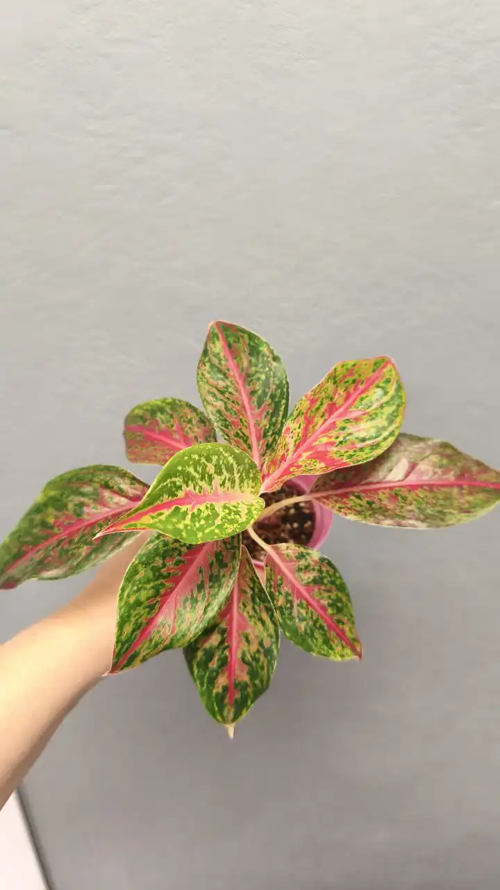 Продажа комнатных растений - Комнатные растения (Хобби и отдых) в Красноярск