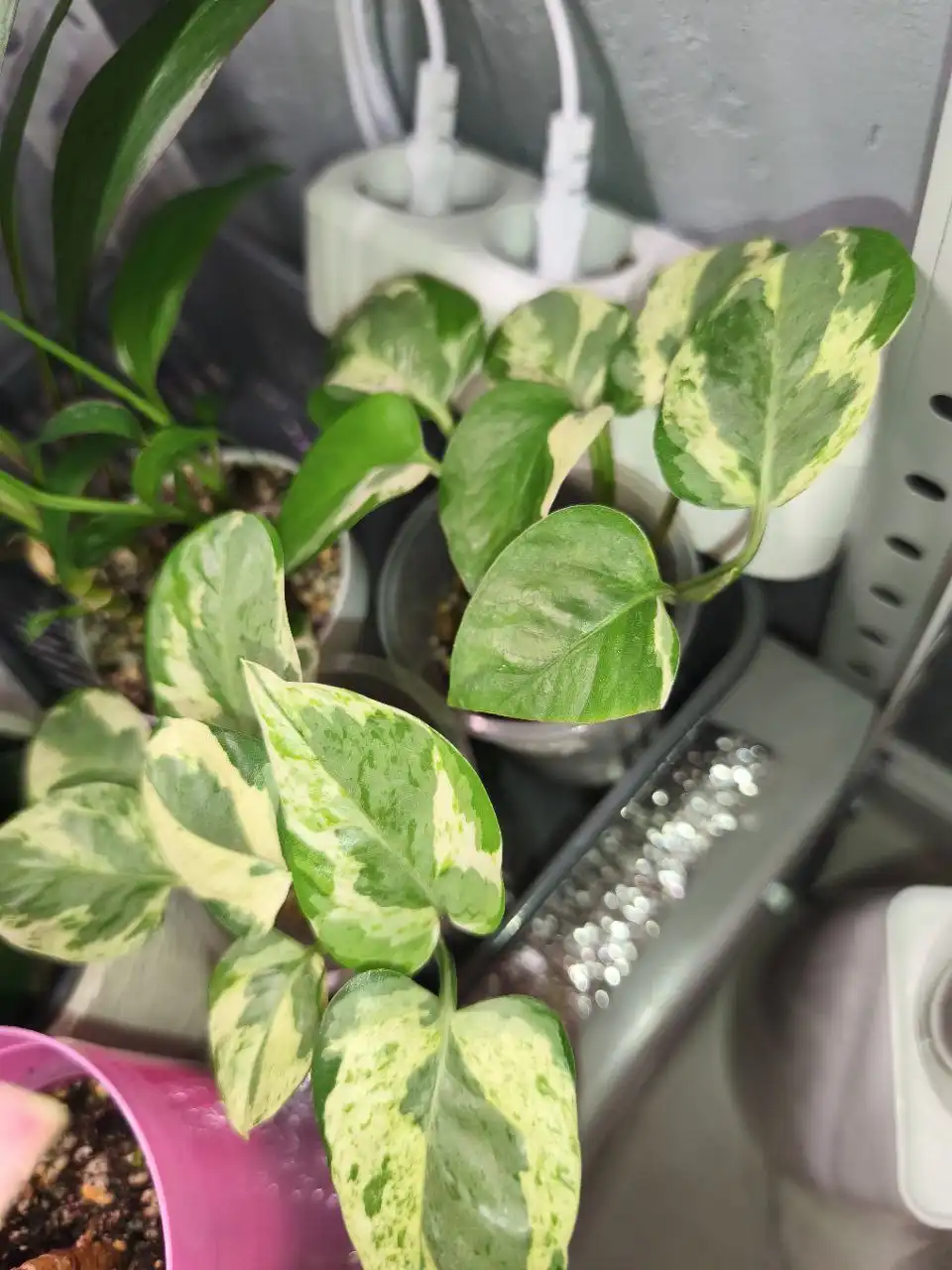 Продажа комнатных растений - Комнатные растения (Хобби и отдых) в Красноярск